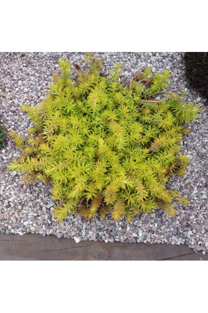 Очиток низькорослий Ангеліна на клумбі